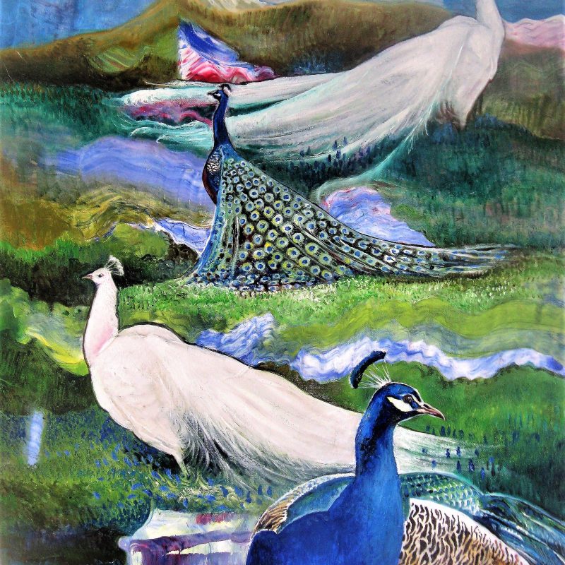 Peacocks 1